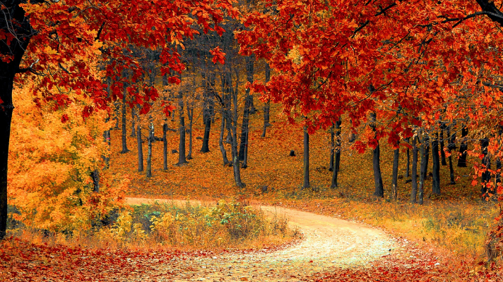 Active Goods Blog - 8 Ways to Encourage Movement this Fall