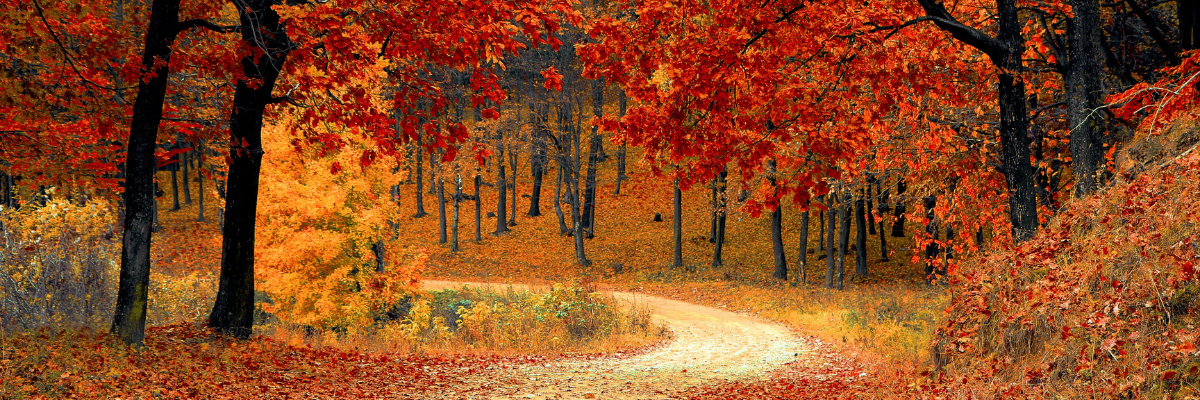 Active Goods Blog - 8 Ways to Encourage Movement this Fall